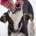 DINGO Pierścienie denta fresh 30cm różowa