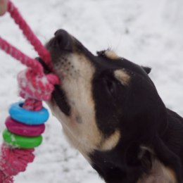 DINGO Pierścienie denta fresh 30cm zielona