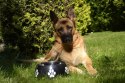 DINGO miska fibi - 1,50L / 27cm czarna