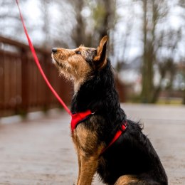 DINGO Szelki roz. L ; a:39-59cm,b:49-69cm czerwone