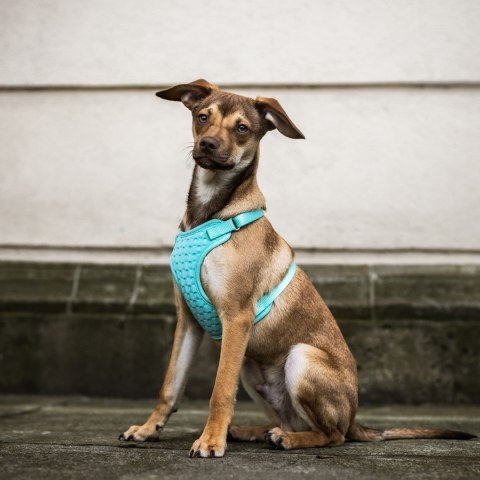 DINGO Szelki roz. S ; a:28-40cm,b:30-38cm miętowe DINGO Szelki roz. S ; a:28-40cm,b:30-38cm miętowe