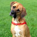 DINGO szelki "easy walk" roz.100(70-105cm) czerwone