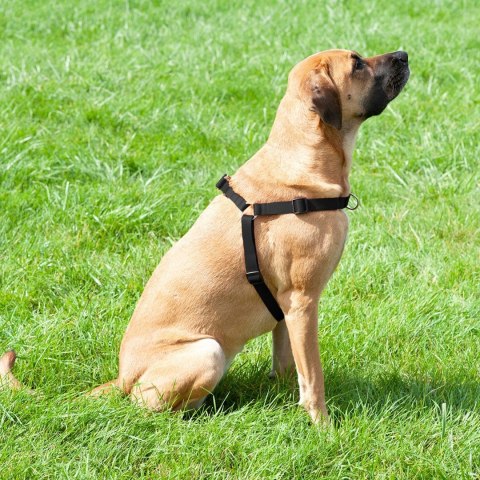 DINGO szelki "easy walk" roz.85(61-90cm) czarne DINGO szelki "easy walk" roz.85(61-90cm) czarne