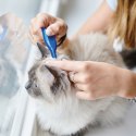 BEAPHAR CatComfort Calming Spot on - z zawartością feromonów dla kotów - 3x0,55ml